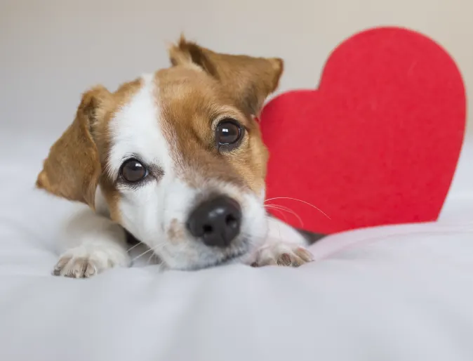 Dog laying on bed with a red heart